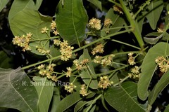 Swietenia macrophylla